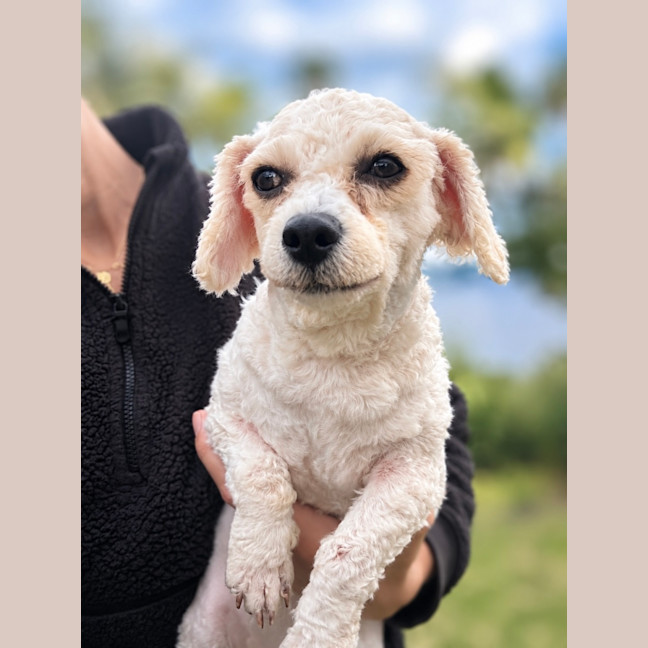Photo of Dolly