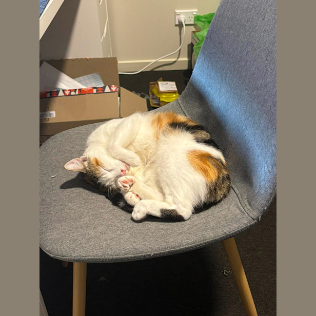 Photo of Jazz