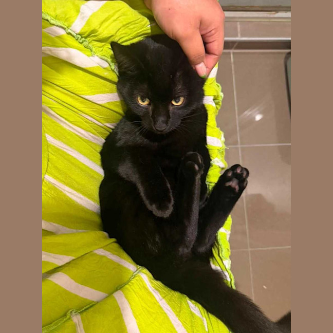Photo of Kahlua 