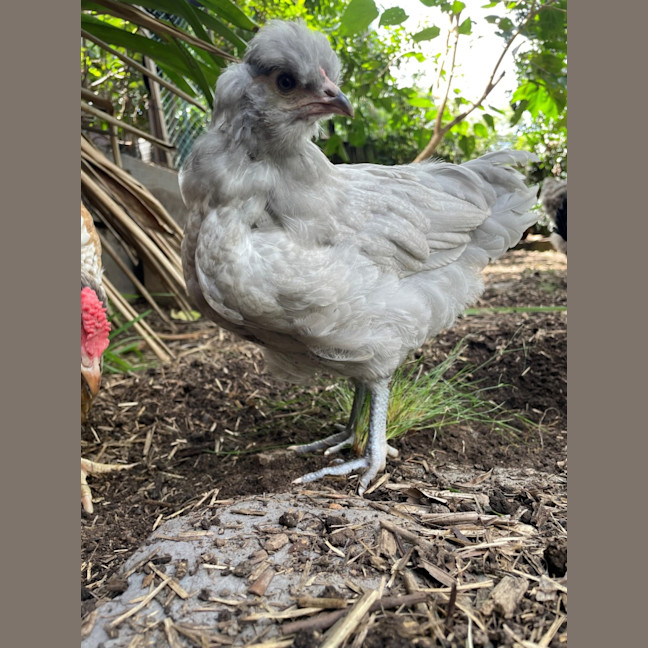 Photo of Flossie The Rooster