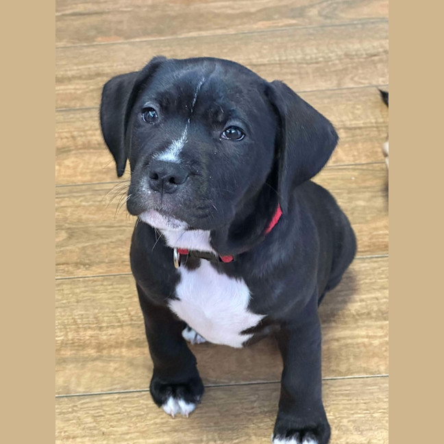 Photo of Zuko   9 Week Old Staffy X