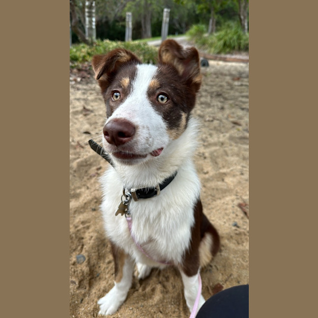 Photo of Chester