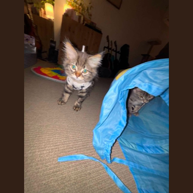 Photo of Tilly