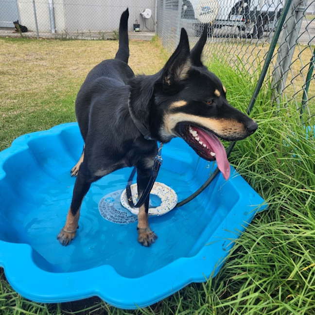 Photo of Whisky (65472)