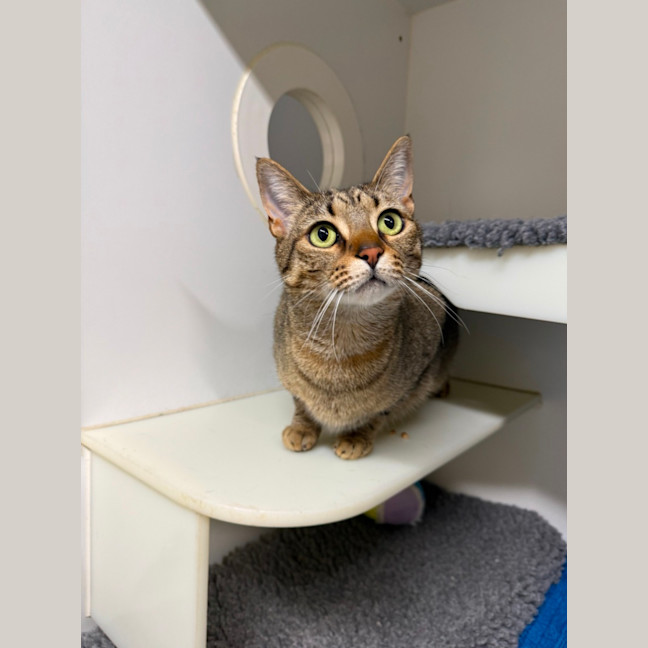 Photo of 🏵️ Lulu 7626 🏵️