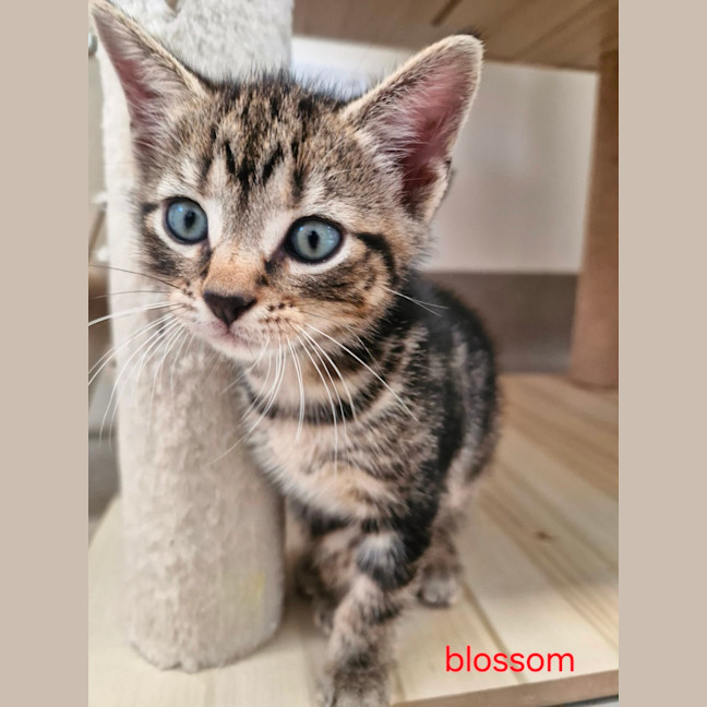 Photo of C1523 Blossom 