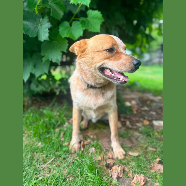 Codger - Medium Male Australian Cattle Dog Mix Dog in VIC - PetRescue