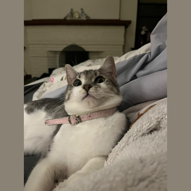 Photo of Firecracker