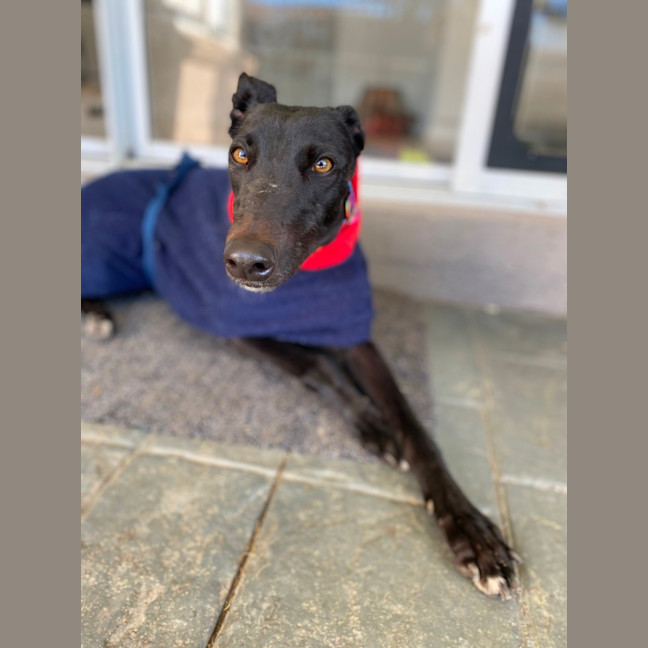 Photo of Georgia The Greyhound 