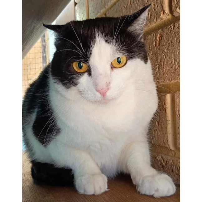 Photo of 9852   Amadine