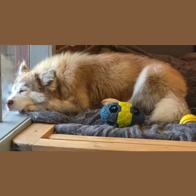 Photo of Yoshi