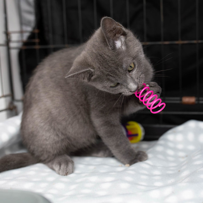 Photo of Nugget 