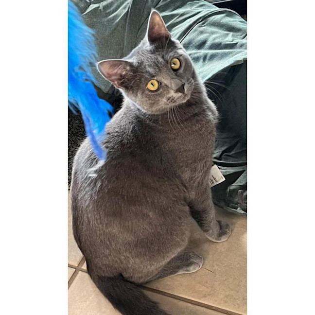 Photo of 12543   Goose