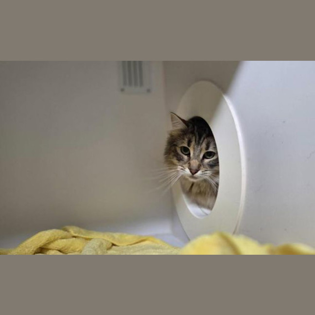 Photo of Misty