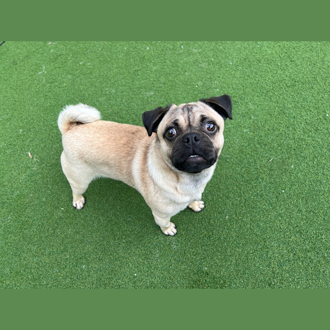 Photo of Pugsley