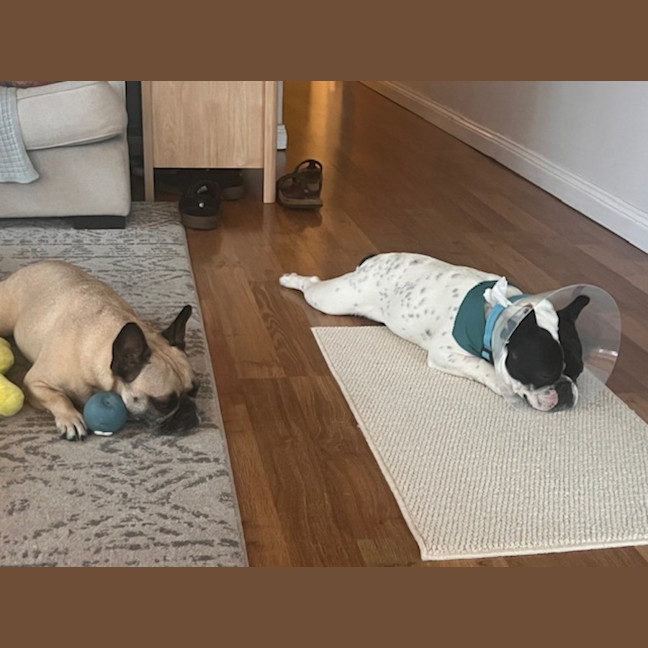 Photo of Frankie   2 Year Old French Bulldog