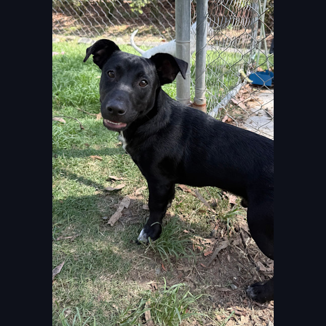 Photo of Archie