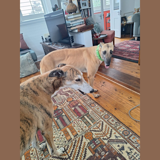 Photo of Bella, The Greyhound