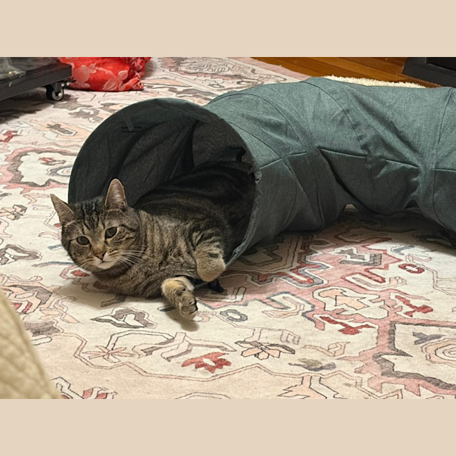 Photo of Tommy