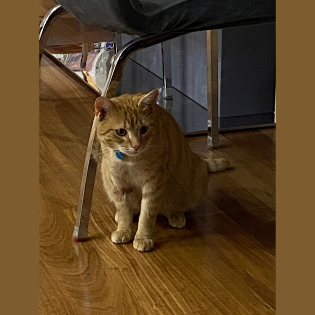 Photo of Ninja