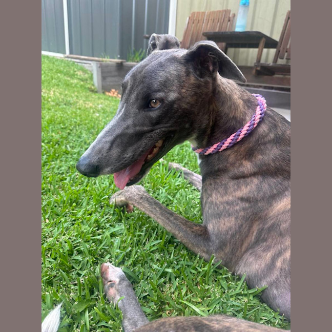 Photo of Zoe, The 1year Old Greyhound