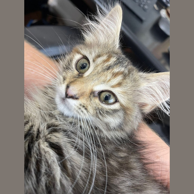 Photo of Cookie And Marmalade