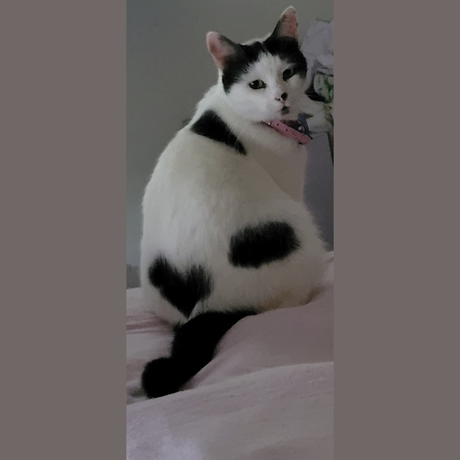 Photo of Kiki   2 Year Domestic Short Hair