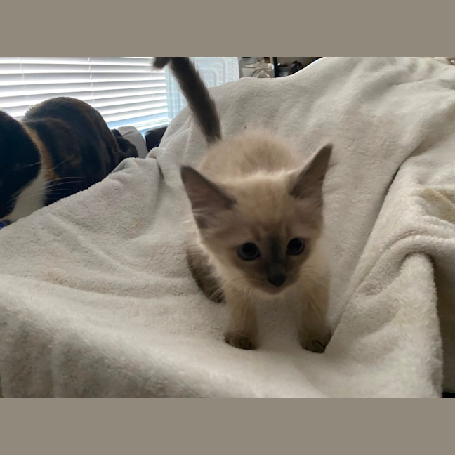 Photo of Blue Point Floof 