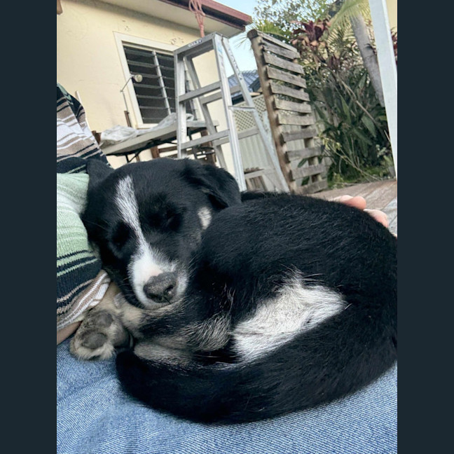 Photo of Noodle