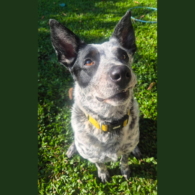 Photo of Posie