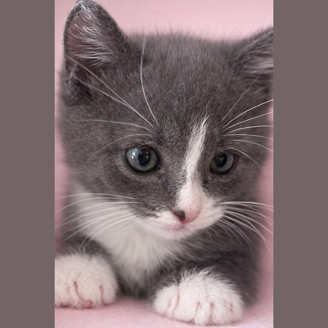 Photo of Penguin And Juniper