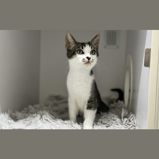 Photo of Layla