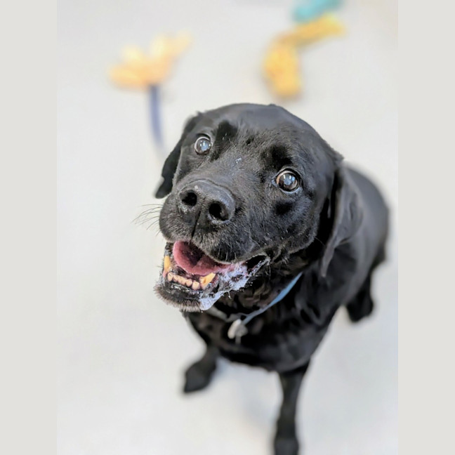 Photo of 🧀 Hugo 6240 🧀