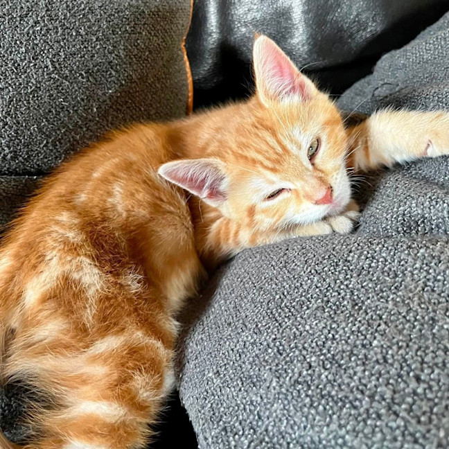 Photo of Cheezel