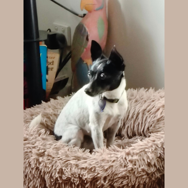 Photo of Pippa