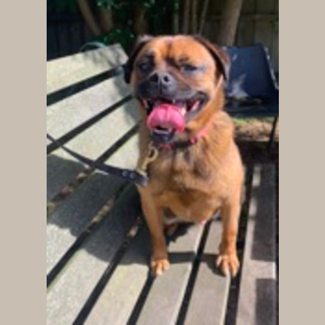Photo of Peanut (64642)