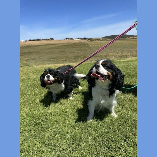 Photo of Dimmy & Cleo