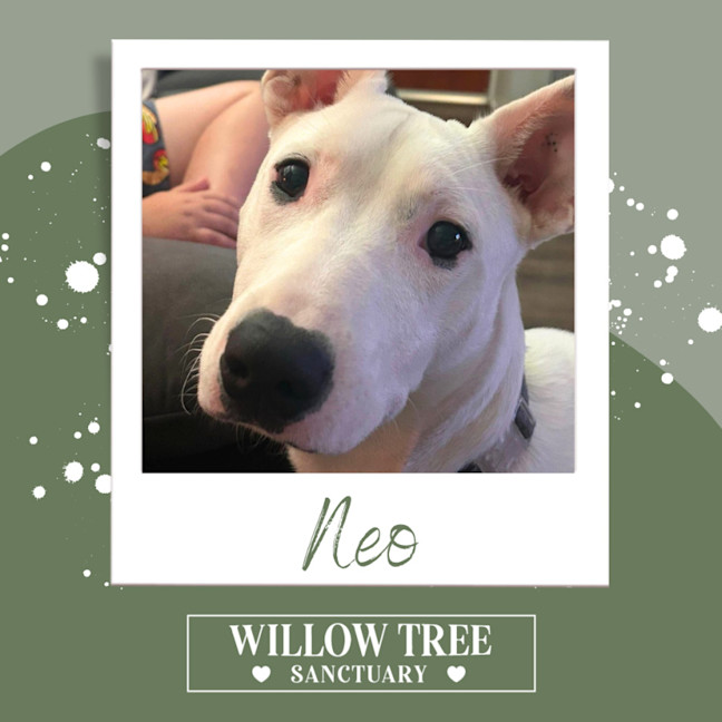 Photo of Neo