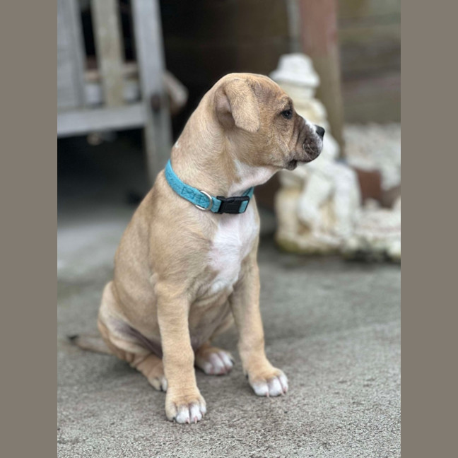 Photo of Sandy   9 Week Old Staffy X