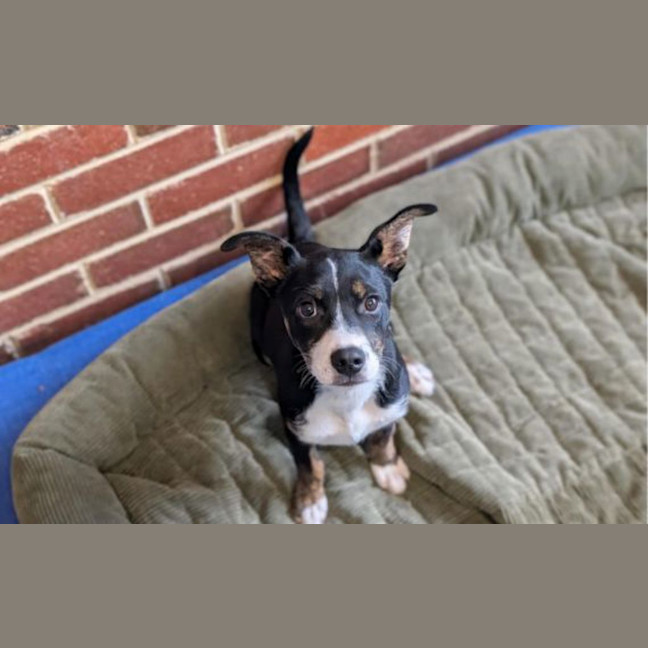 Photo of Darla