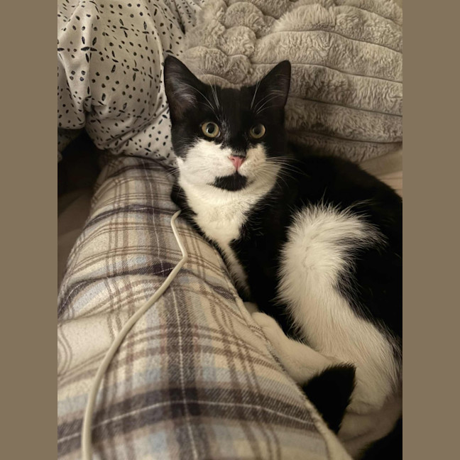 Photo of Ozzie 