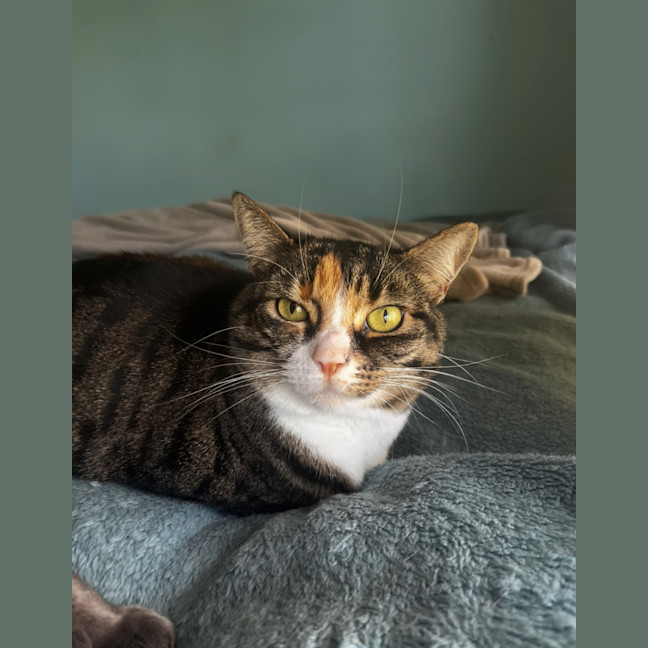 Photo of Bonnie Assisted Rehoming