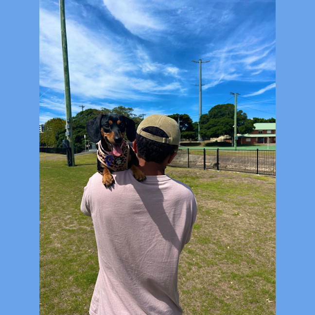 Photo of Eleanor   4 Year Old Dachshund