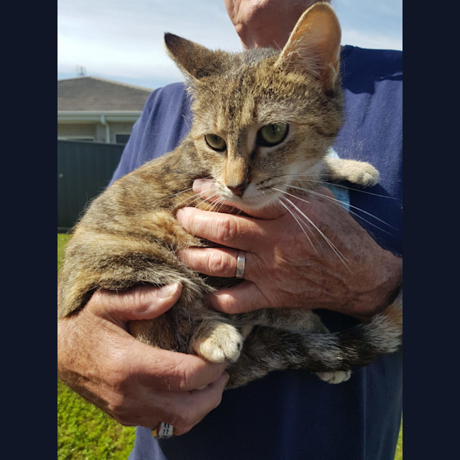 Photo of Luna   Now At Pet Quarters Rutherford