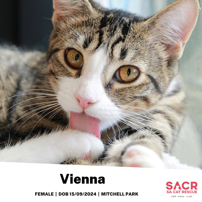 Photo of Vienna