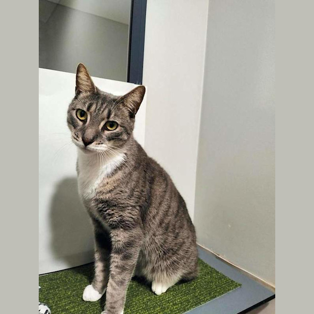 Photo of Grey