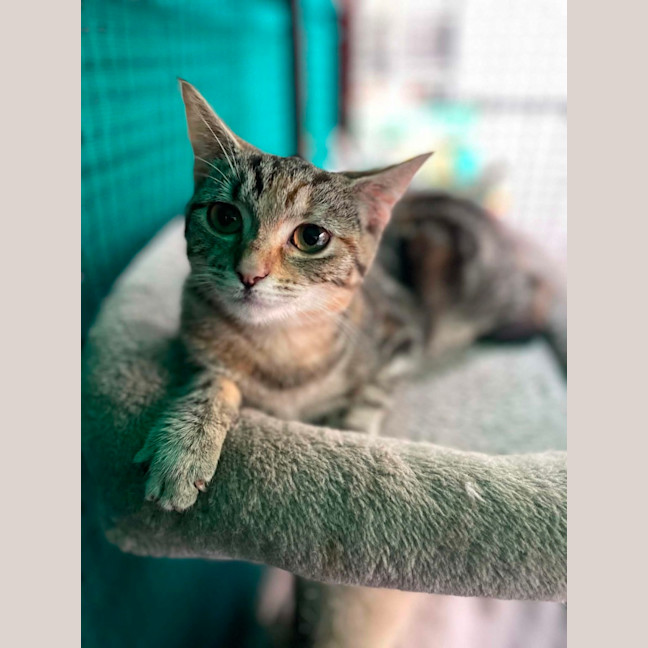 Photo of Zosia**2nd Chance Cat Rescue**