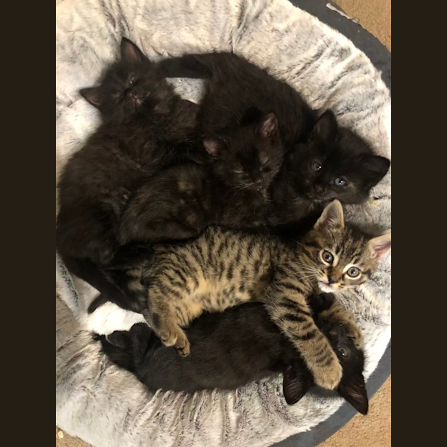 Photo of Floof   2 Month Old Domestic Medium Hair (Trial)