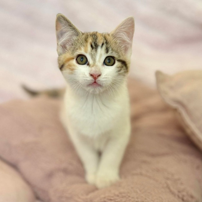 Photo of Lilly   In Foster Care In Croydon