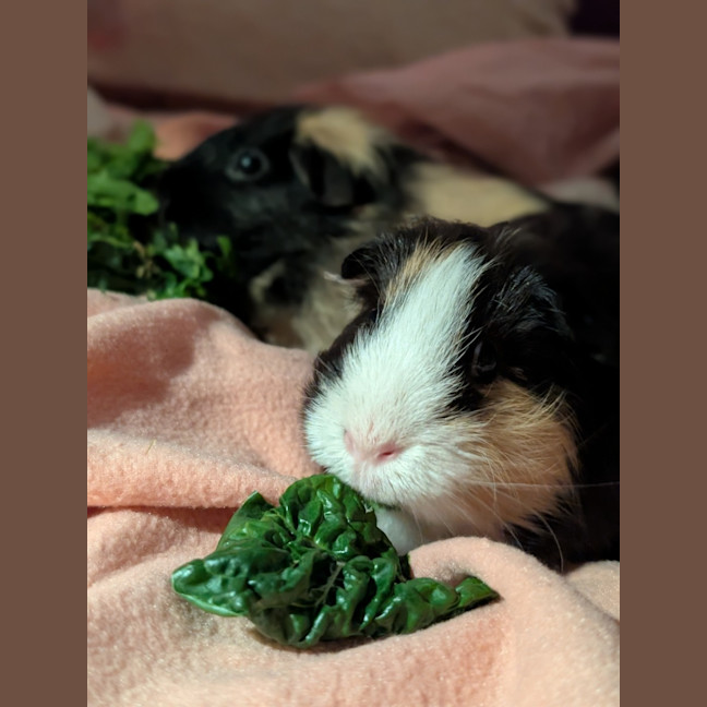 Photo of Licorice & Tahini
